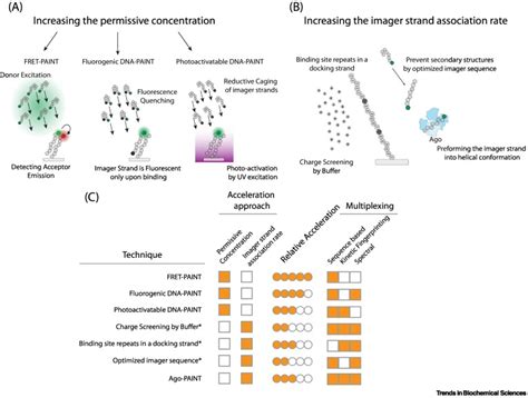 Completing The Canvas Advances And Challenges For DNA PAINT Super