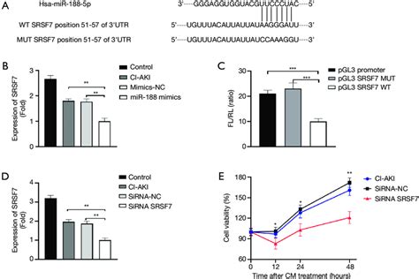 MiRNA 188 Induces Apoptosis By Targeting SRSF7 In Cells A The