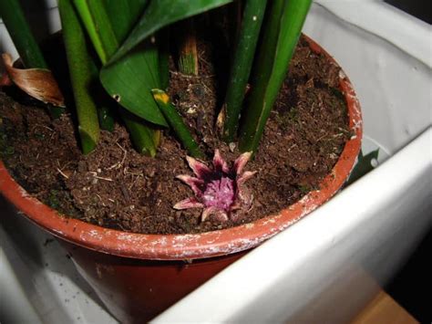 Aspidistra - Alchetron, The Free Social Encyclopedia