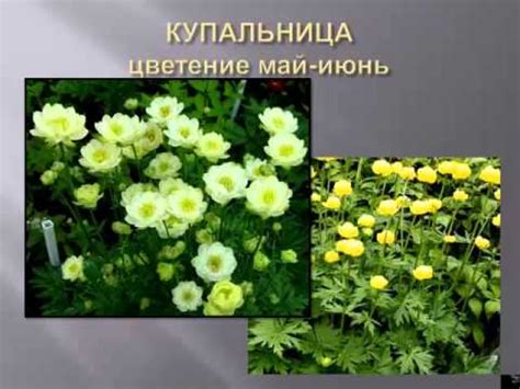 Многолетники в саду - YouTube