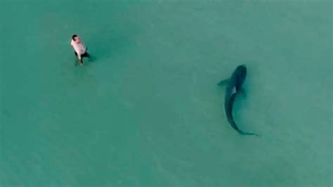 Large Shark Swims Right Past Swimmers Caught By Drone Video