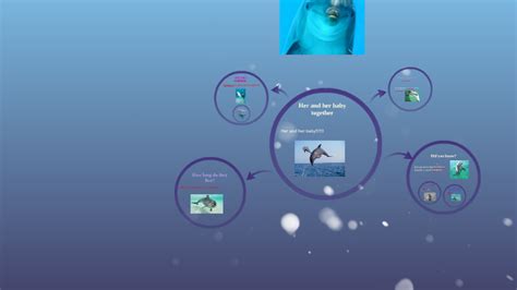 Bottlenose Dolphin By Adrianna Cone On Prezi