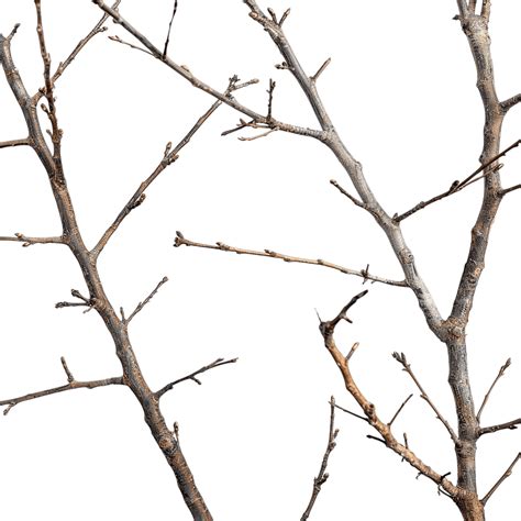 branches dry twigs branches dry plant png transparent image