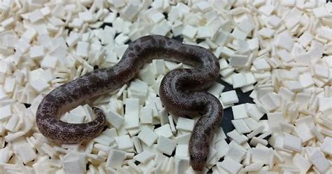 Granite Anery Stripe Kenyan Sand Boa Album On Imgur