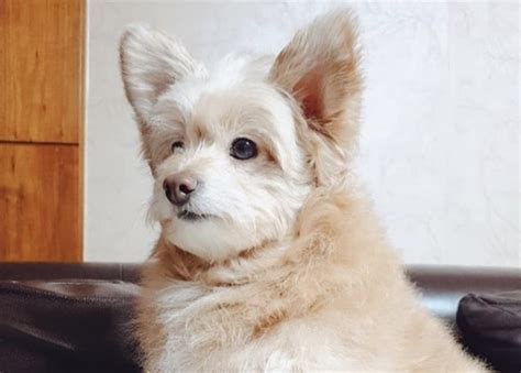 Pomeranian And Toy Poodle Mix | Wow Blog