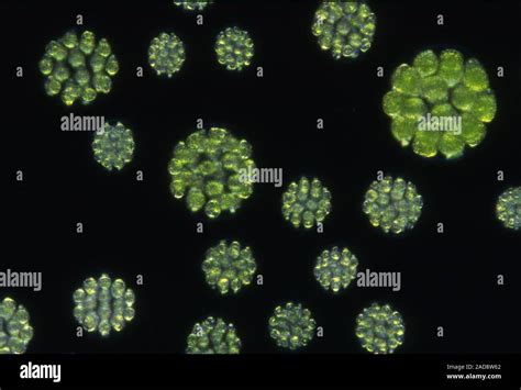 Green Algae Microscope Stock Photos & Green Algae Microscope Stock ...