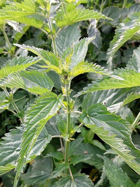 Urtica Dioica Stock Image Image Of Common Nettle Lithuania