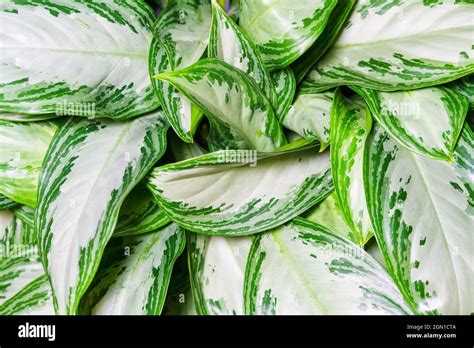 Bahía de plata Aglaonema como fondo natural de hojas verdes con manchas