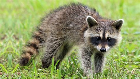Raccoon – Canadian WildLife Removal