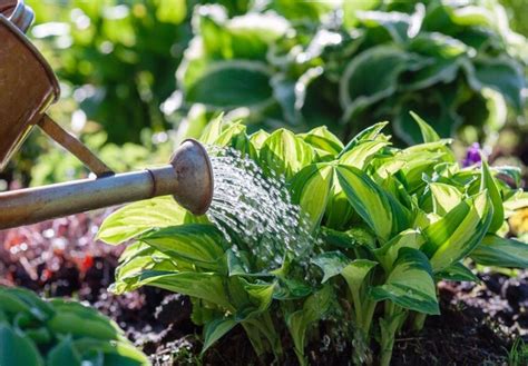 Le Guide Ultime De L Entretien De La Plantation Et De La Taille Des