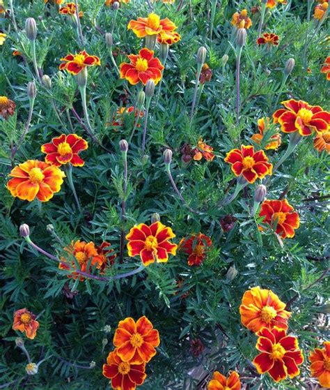 Organic Marigold Seeds Scarlet Marigold Seeds Heirloom Seeds Heirloom