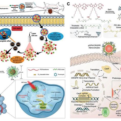 A Schematic Illustration Of Ros Cascaderesponsive Drug Release Of