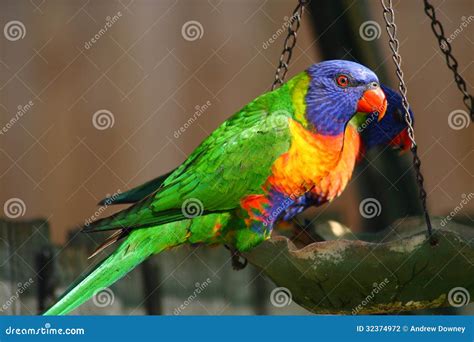 Rainbow Lorikeet feeding stock photo. Image of looking - 32374972