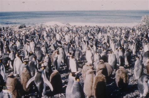 australia / macquarie island / #unesco | Macquarie island, Unesco, The ...