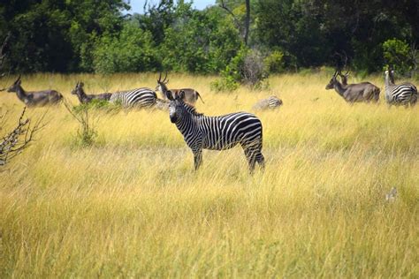 Tansania Zebra Afrika Kostenloses Foto Auf Pixabay