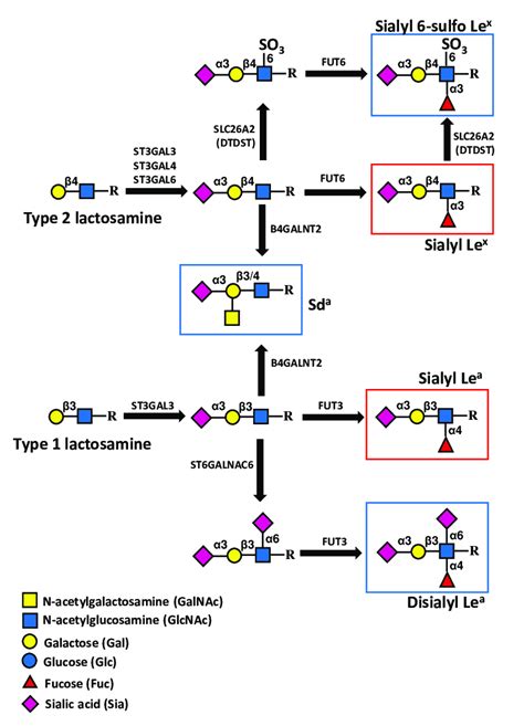 Sialyl Lewis Related Antigens And Sd A Antigen In Colonic Tissues In