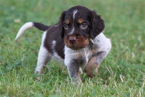 Blue Picardy Spaniel Puppy Brittany Dog Every Dog Breed Spaniel Puppies