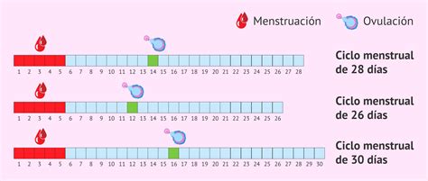 ¿Cuándo se produce la ovulación en un ciclo menstrual?