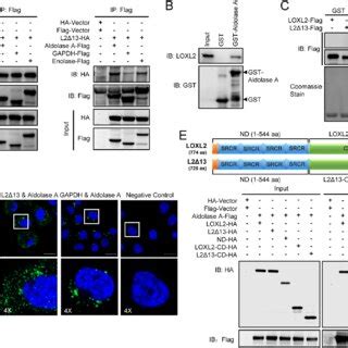 LOXL2 and L2Δ13 regulate glycolysis through interacting with glycolytic