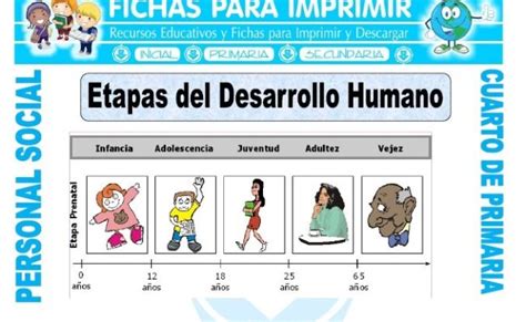 Hojas De Trabajo Etapas Del Desarrollo Humano Etapas Del Desarrollo Dinosaurse