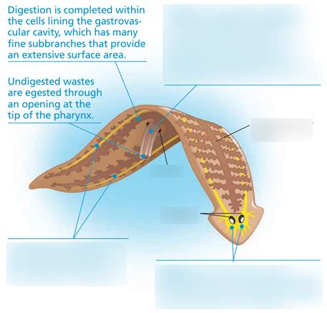 Anatomy of a flatworm Diagram | Quizlet