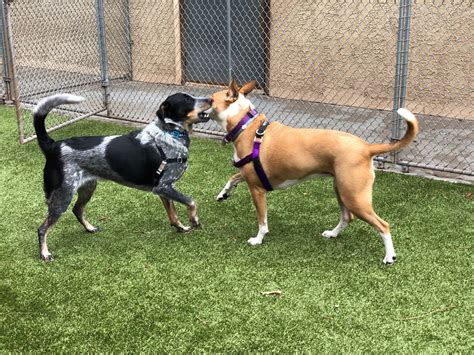 The boca hickory wood is surprisingly resistant to pet scratches 4