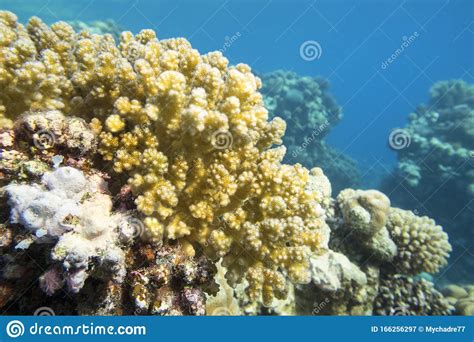 Recife De Coral Colorido No Fundo Do Mar Tropical Coral Amarelo De