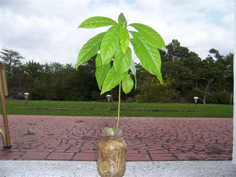 Semi Di Avocado Frutteto Coltivare Avocado Dal Seme