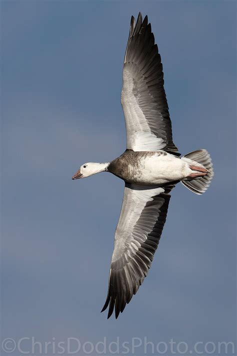 Blue Goose (Dark Morph Snow Goose) Ventral Bank — Nature Photography Blog