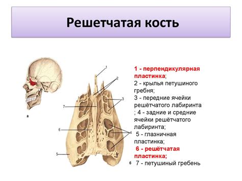 Скелет головы - online presentation
