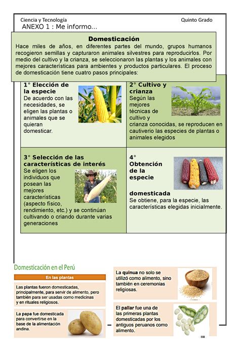 Ficha De Cyt Plantas Nativas Domesticadas Por Los Antiguos Peruanos