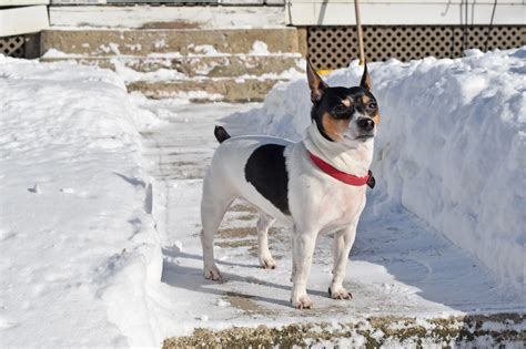 Teddy Roosevelt Terrier Breeder - DogWeb.com