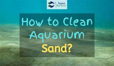 5 Steps On How To Clean Aquarium Sand | Aqua Movement