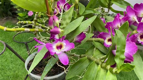 Dendrobium Nobile Star Class Akatsuki Orchid Youtube