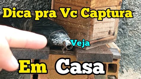 Veja Como Capturar Abelha Em Casa Youtube