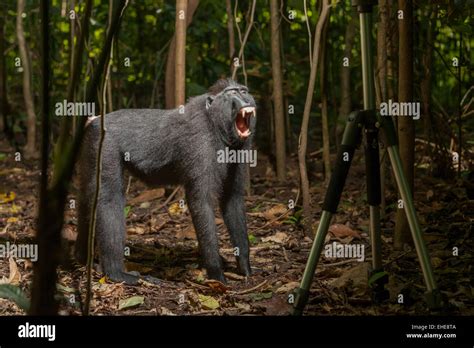 Adult Male Sulawesi Black Crested Macaque Macaca Nigra Showing Its