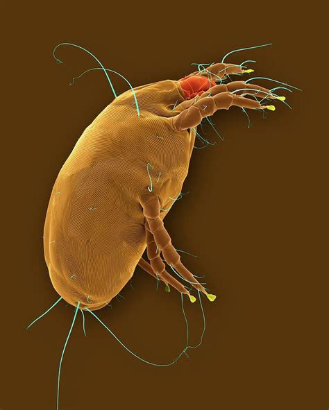 Dust Mite Dermatophagoides Pteronyssinus By Dennis Kunkel Microscopy