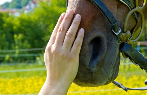 Case Report Extensor Tendon Injury Southwest Equine Veterinary Group