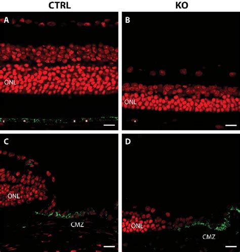 Immunohistochemical localization of megalin in control and mutant eyes ...