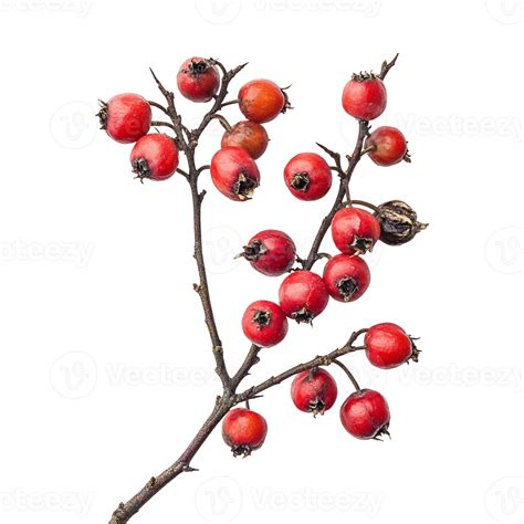 Hawthorn Tree Red Berries 53450088 PNG