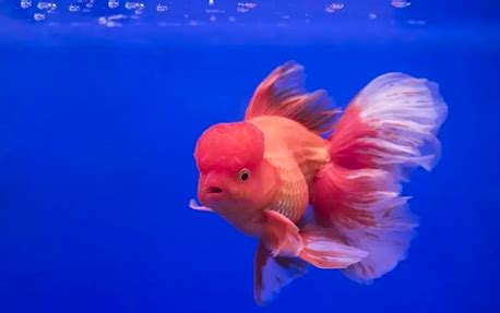 Quels Poissons Mettre Dans Mon Aquarium Avec De L Eau Froide