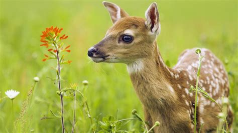 Baby Deer HD desktop wallpaper : Widescreen : High Definition : Fullscreen