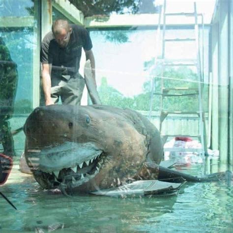 Meet Rosie The Shark A Preserved Great White Shark That Was Abandoned In A Defunct Wildlife