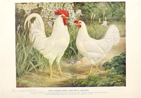 White Leghorn Hen Comb