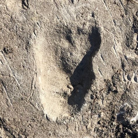 Ancient Footprints Suggest Famed Human Ancestor ‘lucy Had Company