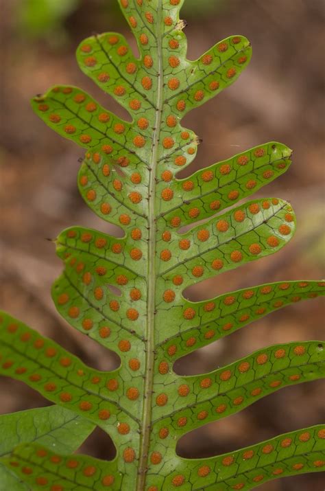 Kangaroo Fern Microsorum Pustulatum With Spores Ferns Spore