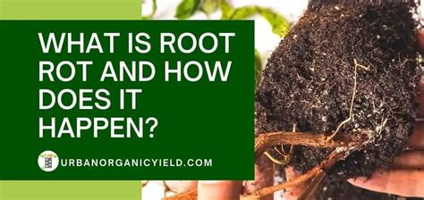 Root Rot: How To Identify, Prevent And Treat It | UrbanOrganicYield.com