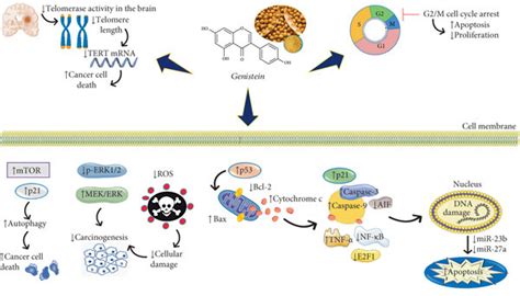 Diagram With The Main Molecular Targets And Signaling Pathways Of