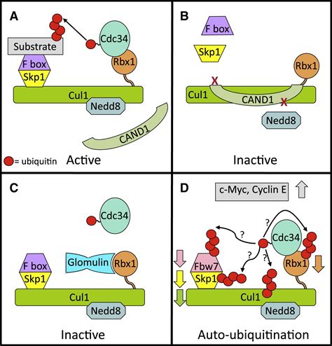 Cullin RING Ligases Glommed By Glomulin Molecular Cell