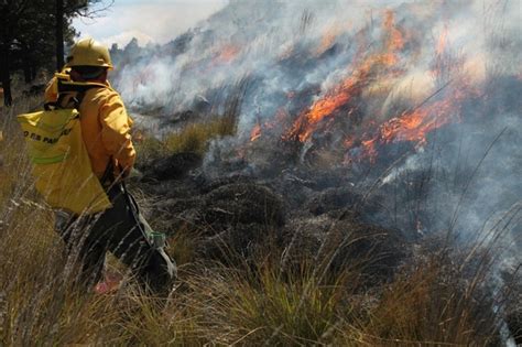 Incendios Forestales En México Han Consumido 169 Hectáreas De Bosque